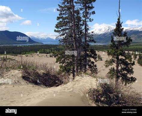 Trees look out over "the world's smallest desert" in Carcross, Yukon, Canada, June 11, 2008. THE ...