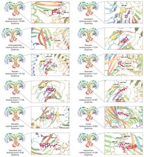 Molecules | Special Issue : Anti-cancer Agents from Natural Products
