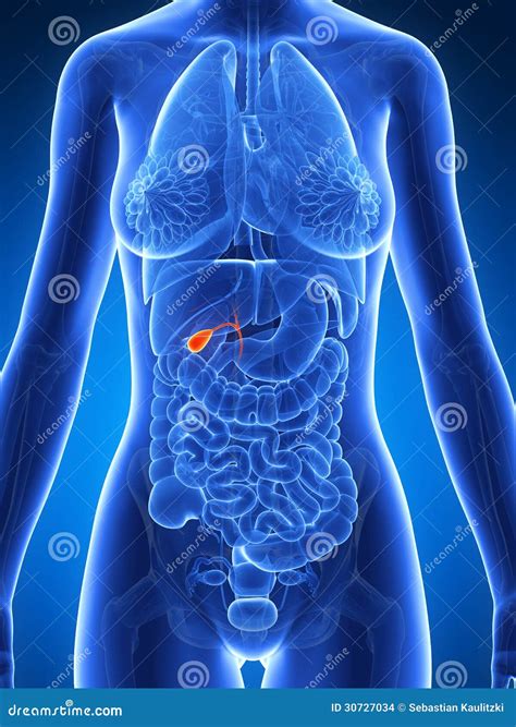 Highlighted Female Gallbladder Stock Images - Image: 30727034