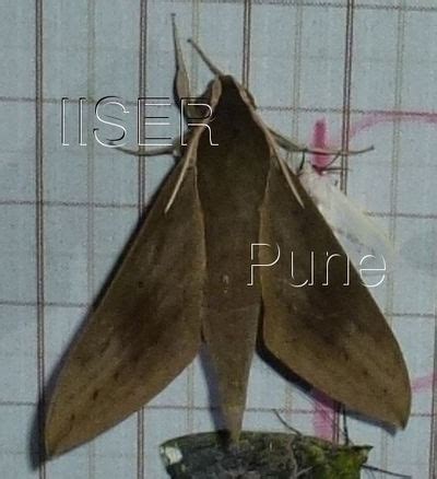 Ramana Athreya @ IISER-Pune : Sphingid Species Notes