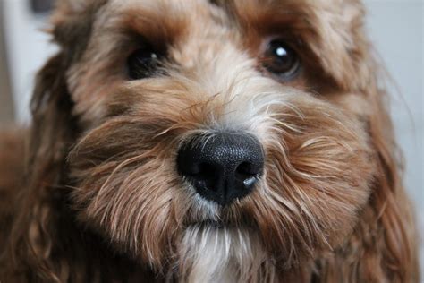 Cockapoo Biting 的图像结果