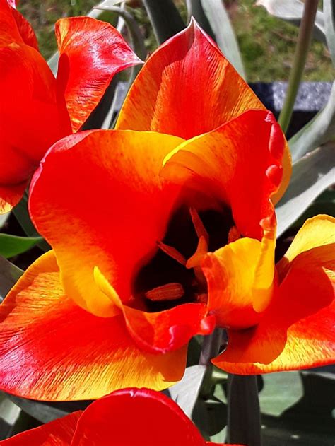 Tulipa 'Cape Cod' - tiwlip, tulip 'Cape Cod' | National Botanic Garden ...