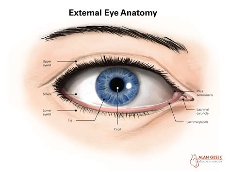 Eye Anatomy Diagram