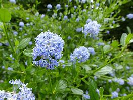 Image result for Flowers Blue Real Spring
