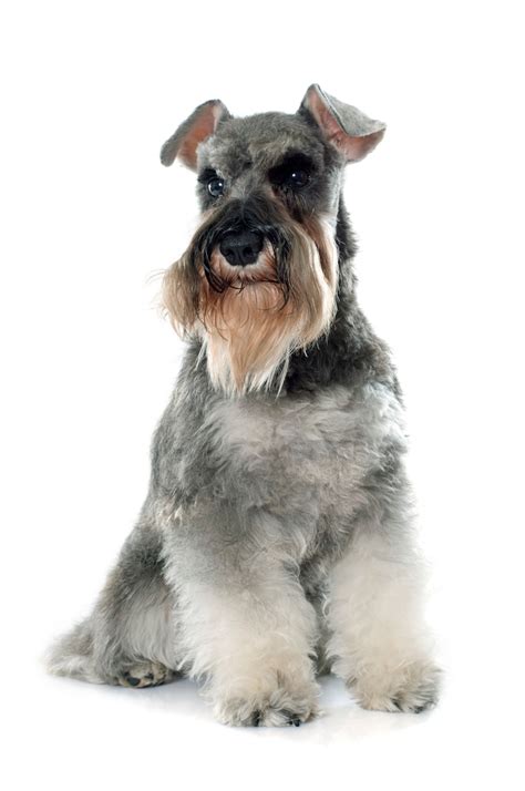Immagini di Schnauzer Miniatura - Download gratuiti su Freepik