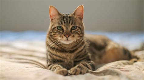 Not Neutered Male Cat