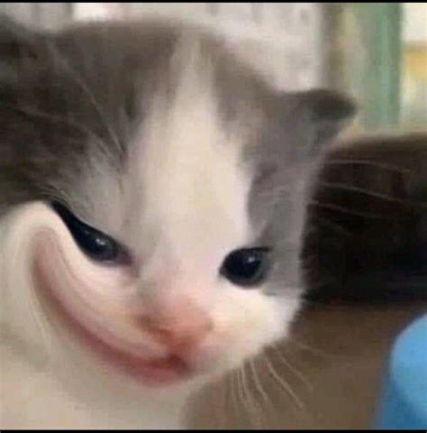 Cat Smirk