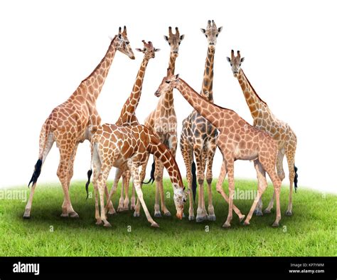 group of giraffe Stock Photo - Alamy