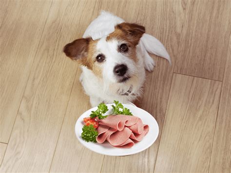 Can Dogs Eat Bologna? Is Bologna Safe For Dogs? - Rested Paws