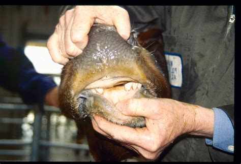 Woolshed 1: Grazing problems with cows' teeth