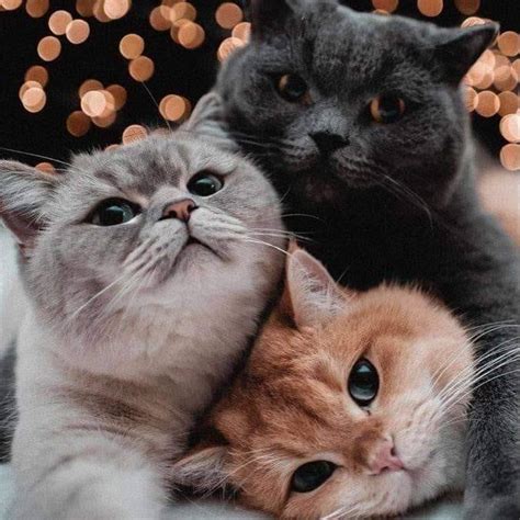 Must Anton Prijantono