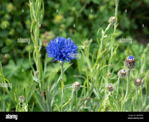 The deep blue flowers of cornflower Centaurea cyanus Stock Photo - Alamy
