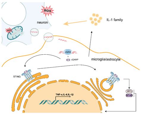 ROS-Induced mtDNA Release: The Emerging Messenger for Communication ...