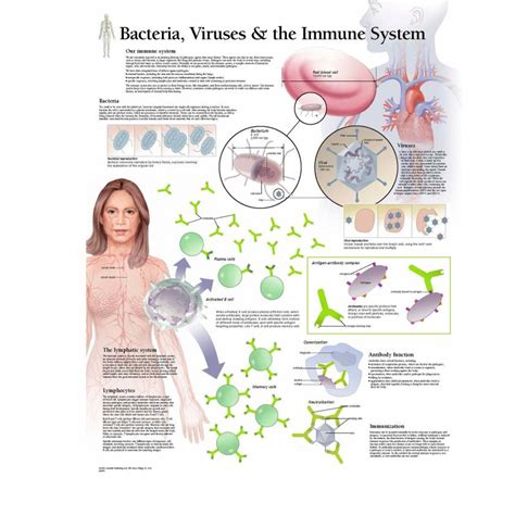 Image result for How Immunity Sytem Work Against Virus Downloadable
