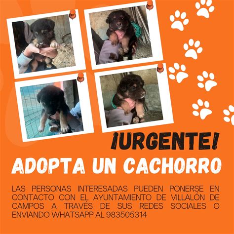 ADOPTA UN CACHORRO