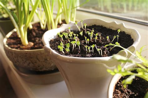 How to grow parsley