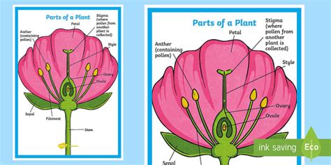 Everything You Need to Teach Your Class About Plants