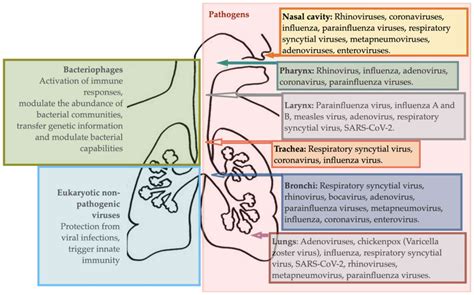 Experimental and Therapeutic Medicine