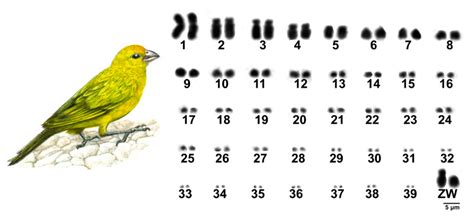 Karyotype Evolution and Genomic Organization of Repetitive DNAs in the ...