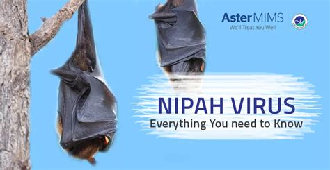 Nipah Virus Symptoms, Treatment & Prevention | MIMS Blog