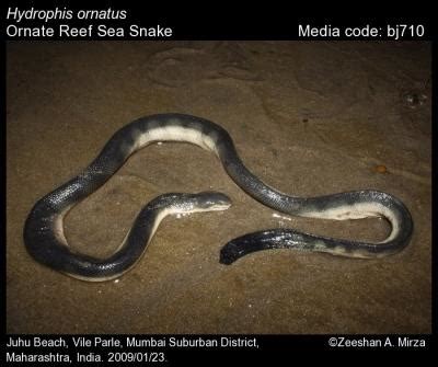 Hydrophis ornatus (Gray, 1842) - Ornate Reef Sea Snake | Reptiles
