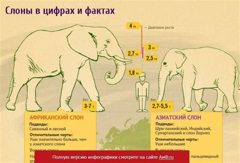 Сколько весит слон. Интересные факты о весе слонов