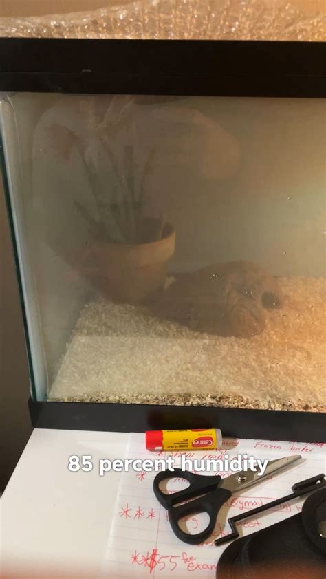 Image result for Ball Python Bulb Heater Setup