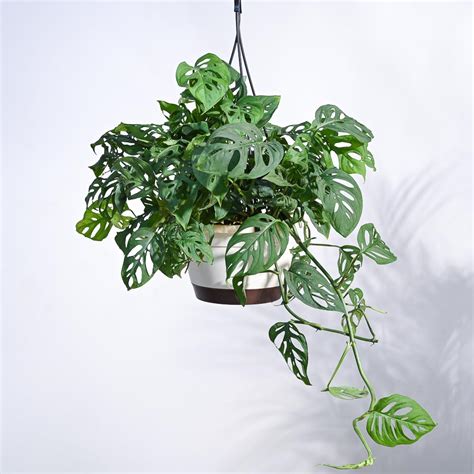 Buy Philodendron Broken Heart with Hanging Pot | Safe Home Delivery – Ugaoo