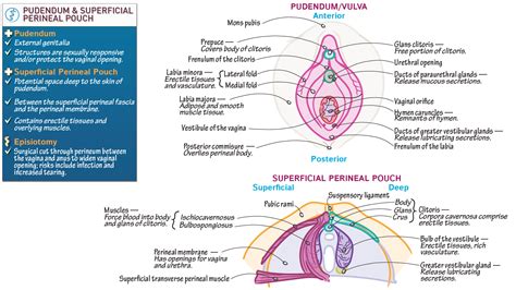Greater Vestibular Gland