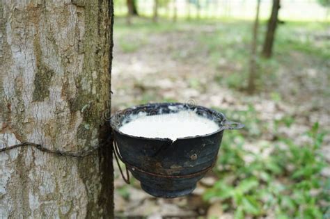 Image result for Rubber Tree Tapping
