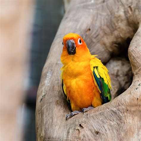 Sun Conure or Sun Parakeets - Life Span | Food | Price - Bird Baron