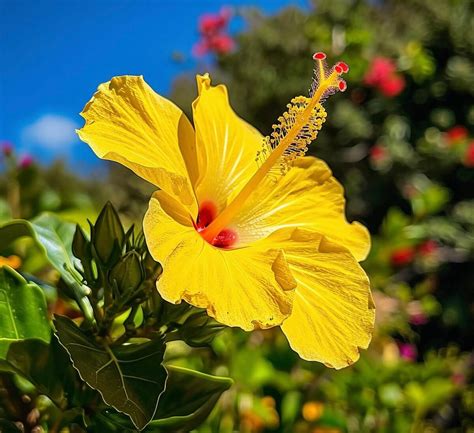 Pink Hibiscus Flower Meaning | Best Flower Site