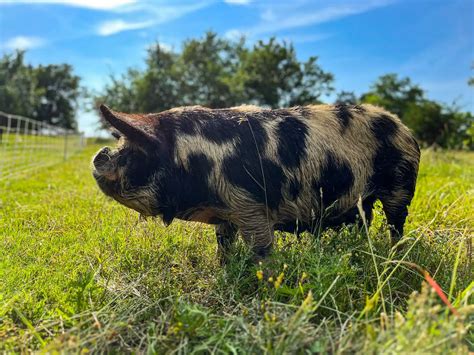 Homemade Pig Feed Calculator