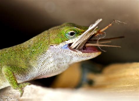 Green Anole Eating