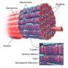 Skeletal muscle fibres are bounded by an elastic but tough covering ...