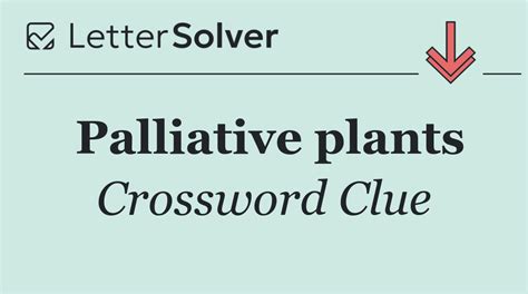 Palliative plants Crossword Clue Answers
