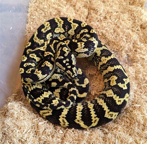 Image result for Axanthic Jungle Carpet Python