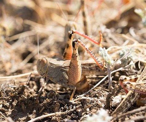 Indiana Locust 的图像结果
