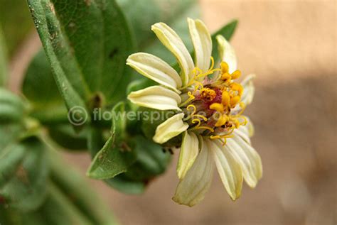 Flowers by Name-Z-Zinnia Angustifolia Profusion Red,Zinnia Green,Zinnia ...