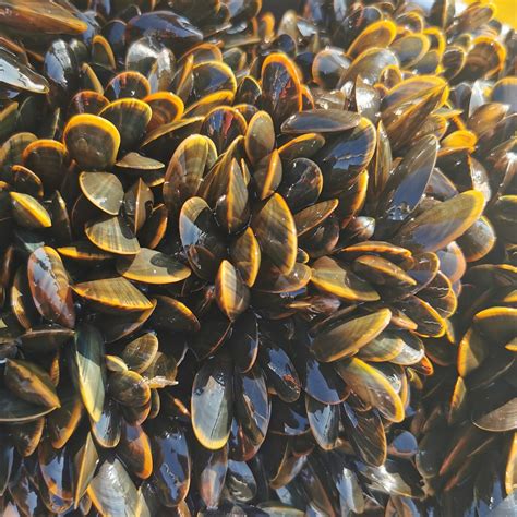 The great mussel debate: What's wild, what's farmed and what ...