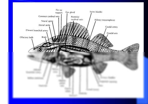 SOLUTION: Fish histology anatomy pdf - Studypool