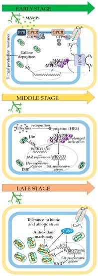 Plant Defensive Responses Triggered by Trichoderma spp. as Tools to ...