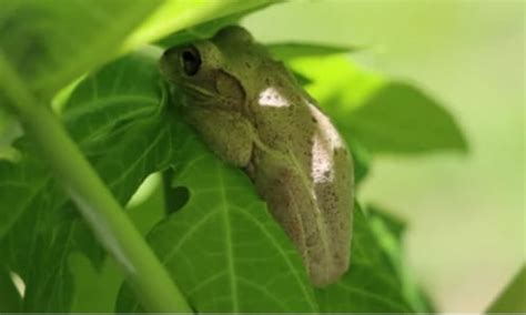 Florida Tree Frogs 的图像结果