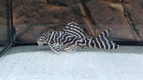 Predatory Fins Fish Store 的图像结果