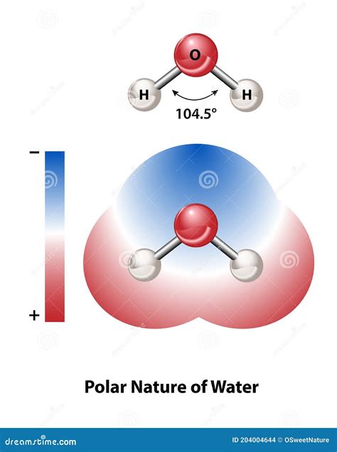 Polar Water Molecule Diagram
