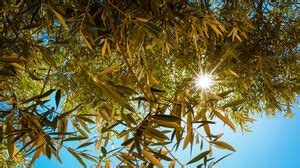 Sunlight wallpapers hd, desktop backgrounds, images and pictures