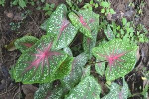 Plantzoin Caladium Plant Price in India - Buy Plantzoin Caladium Plant ...