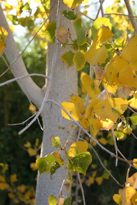 Colorful wildlife in Las Vegas Valley | Las Vegas Review-Journal