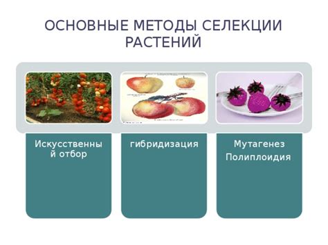 Особенности селекции растений