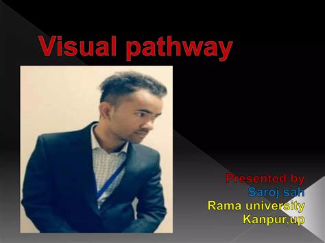 Visual Pathway Steps 的图像结果